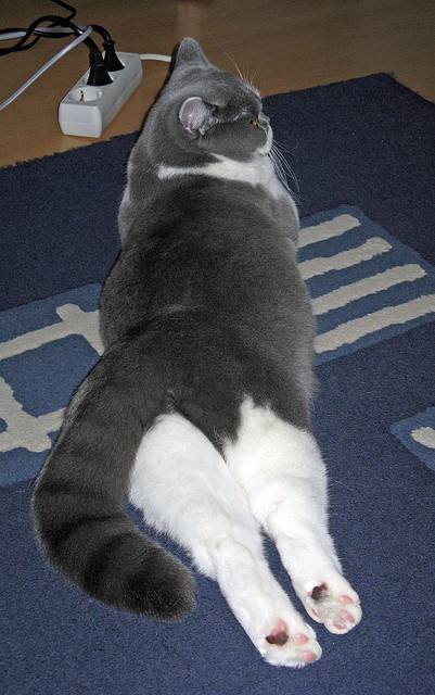 史上最年轻的欧冠“射手王”揭晓，最年轻欧冠进球