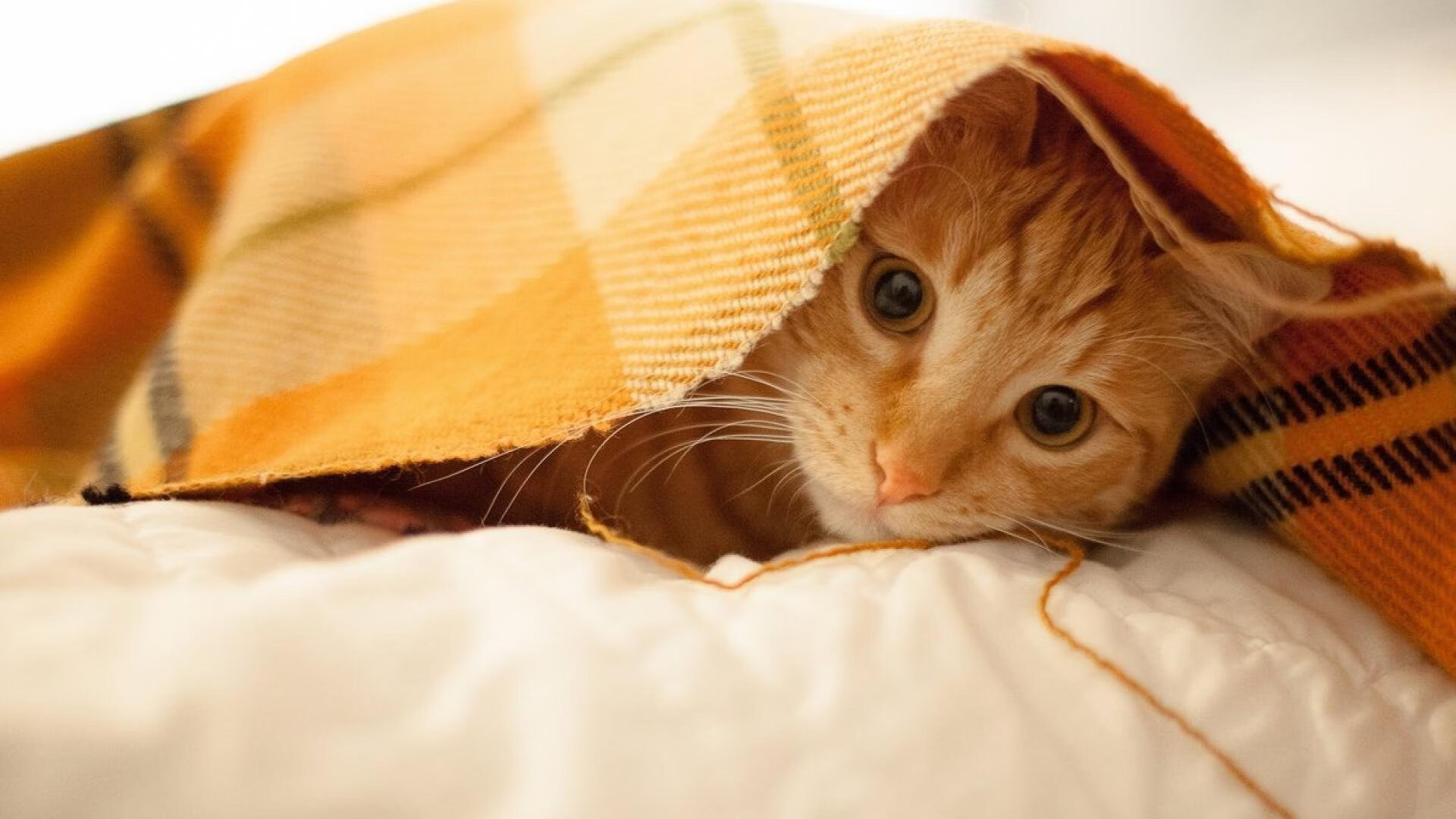 《Dota 2众星云集，天王天后争夺最强荣誉》，dota2天梯选人顺序